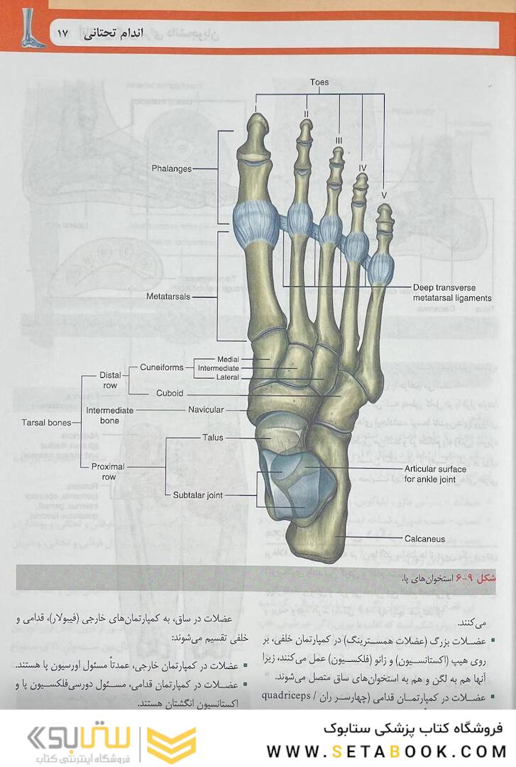 آناتومی گری برای دانشجویان اندام جلد دوم 2024