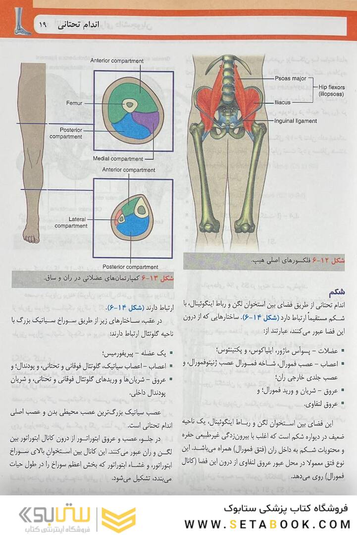 آناتومی گری برای دانشجویان اندام جلد دوم 2024