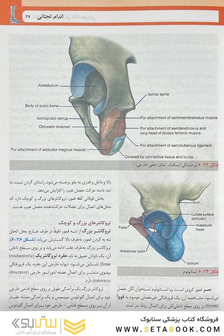 آناتومی گری برای دانشجویان اندام جلد دوم 2024