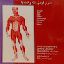 عضلات بدن انسان سروگردن تنه و اندامها