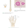 Medical Terminology: An Illustrated Guide 9th Edition