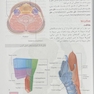 آناتومی گری سر و گردن (جلد 3) 2020
