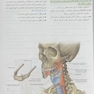 آناتومی گری سر و گردن (جلد 3) 2020