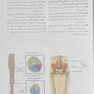 آناتومی گری اندام (جلد2) 2020