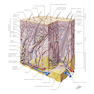 Netter Atlas of Human Anatomy: A Systems Approache