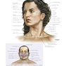 Netter Atlas of Human Anatomy: A Systems Approache