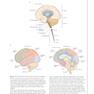 Principles of Neural Science, 6th Edition