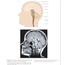 Principles of Neural Science, 6th Edition