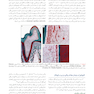 اصول و درمان اندودانتیکس ترابی نژاد 2021 چاپ رنگی