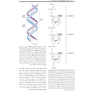 ژنتیک مولکولی انسانی استراخان 2019 جلد 1 ویرایش پنجم