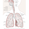 Respiratory Physiology: Mosby Physiology Series 2nd Edition