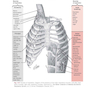 Respiratory Physiology: Mosby Physiology Series 2nd Edition