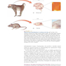 Neuroscience : Exploring the Brain 4th Edicion