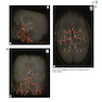 Weir - Abrahams’ Imaging Atlas of Human Anatomy