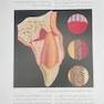 مرجع و اطلس رنگی آسیب های تروماتیک وارده به دندان ها - اندریاسن  (جلد دوم)