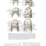 جراحی دهان، فک و صورت فونسکا 2018 جلد 6 جراحی شکاف و کرانیوفیشیال