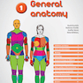 Memorix Anatomy 2016