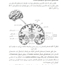 آناتومی دستگاه عصبی