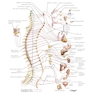 Netter Atlas of HUMAN ANATOMY 8e + Appendix (اپندکس - تحریر )