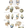 Netter Atlas of HUMAN ANATOMY 8e + Appendix (اپندکس - تحریر )