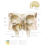 Netter Atlas of HUMAN ANATOMY 8e + Appendix (اپندکس - تحریر )