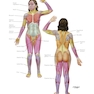 Netter Atlas of HUMAN ANATOMY 8e 2023 (گلاسه)