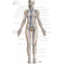 Netter Atlas of HUMAN ANATOMY 8e 2023 (گلاسه)