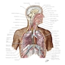 Netter Atlas of HUMAN ANATOMY 8e 2023 (گلاسه)