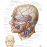 Netter Atlas of HUMAN ANATOMY 8e 2023 (گلاسه)