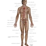 Netter Atlas of HUMAN ANATOMY 8e 2023 (گلاسه)