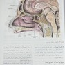 دستگاه تنفس (آناتومی، بافت، جنین، فیزیولوژی)
