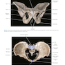 Atlas of Pelvic Anatomy and Gynecologic Surgery 5th Edición