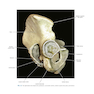 Atlas of Pelvic Anatomy and Gynecologic Surgery 5th Edición