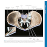 Atlas of Pelvic Anatomy and Gynecologic Surgery 5th Edición
