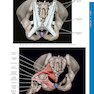 Atlas of Pelvic Anatomy and Gynecologic Surgery 5th Edición