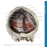 Atlas of Pelvic Anatomy and Gynecologic Surgery 5th Edición