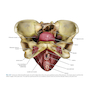 Atlas of Pelvic Anatomy and Gynecologic Surgery 5th Edición