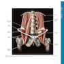 Atlas of Pelvic Anatomy and Gynecologic Surgery 5th Edición