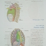 آناتومی موضعی مقطعی بالینی