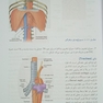 آناتومی موضعی مقطعی بالینی