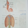 آناتومی موضعی مقطعی بالینی