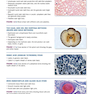Atlas of Histology with Functional Correlations 2017