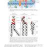 Berne - Levy Physiology (فیزیولوژی برن و لوی)