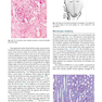  آسیب شناسی جراحی ارولوژیک نسخه 4 Urologic Surgical Pathology 2020