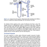 Vanders Renal Physiology, 9th Edition 2018