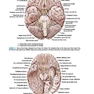 BRS Neuroanatomy (Board Review Series) Sixth Edition 2020 نوروآناتومی ویرایش ششم