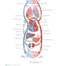 Invasive Cardiology: A Manual for Cath Lab Personnel 2023