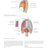 Gray’s Surface Anatomy and Ultrasound: A Foundation for Clinical Practice 2018