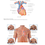 Gray’s Surface Anatomy and Ultrasound: A Foundation for Clinical Practice 2018