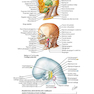 Netter’s Head and Neck Anatomy for Dentistry, 3rd Edition 2017